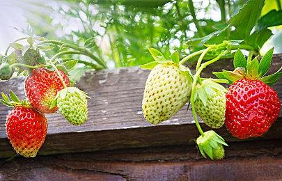 《吸血鬼幸存者》即将发布更新预告 或将对应PS5 Pro